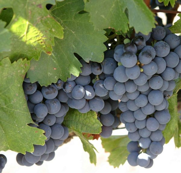 Виноград 'Изабелла'